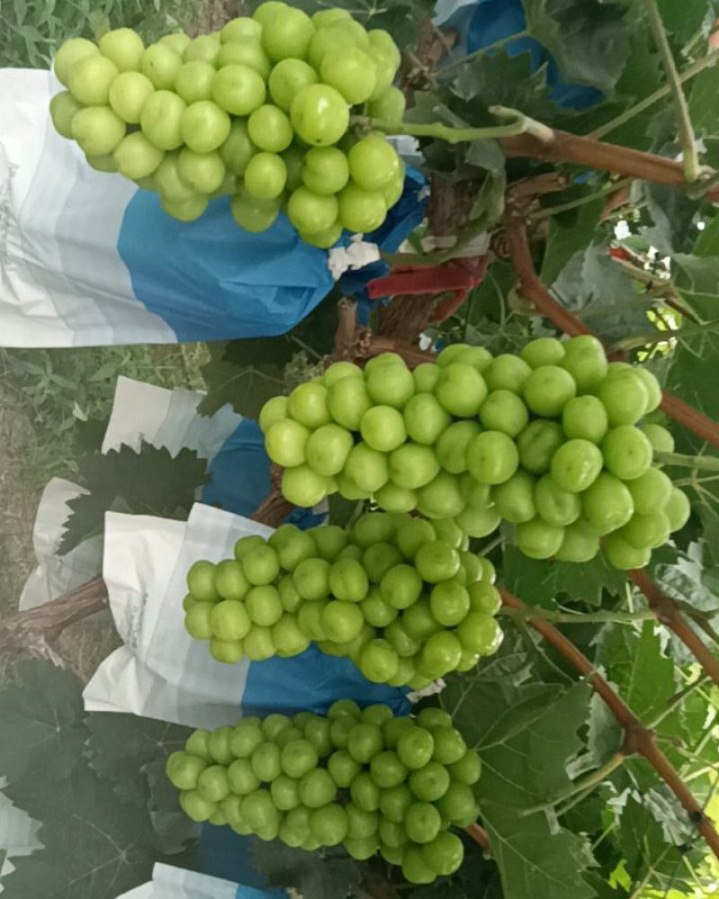 河南商丘夏邑县韩道口益生菌阳光玫瑰葡萄