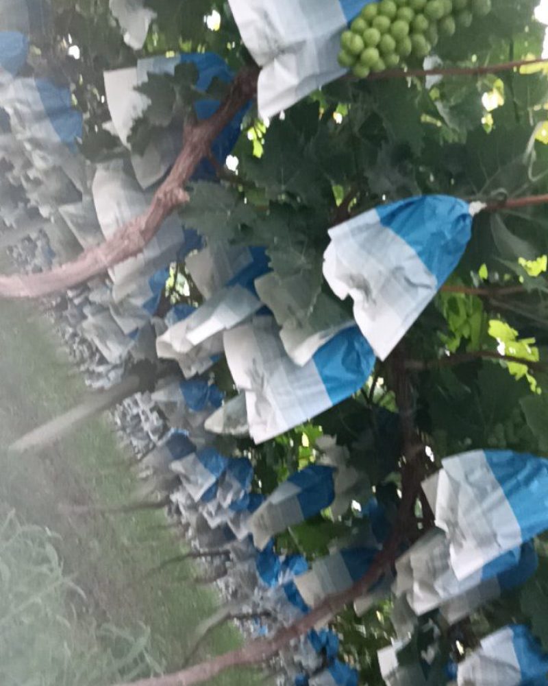 河南商丘夏邑县韩道口益生菌阳光玫瑰葡萄
