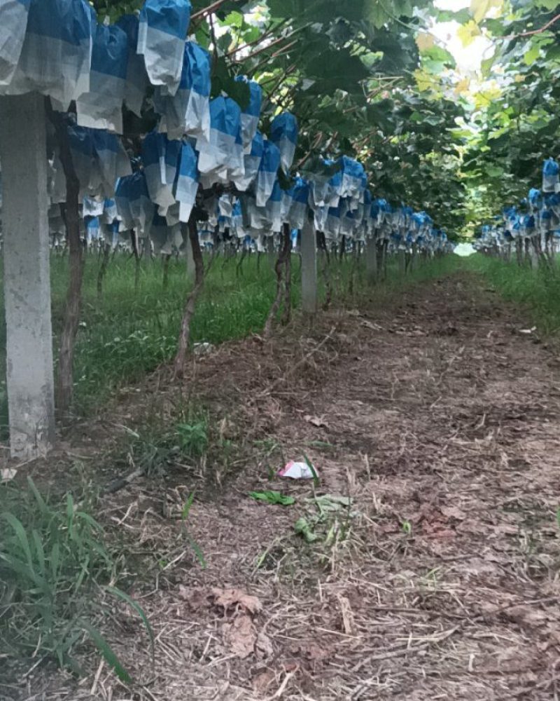 河南商丘夏邑县韩道口益生菌阳光玫瑰葡萄