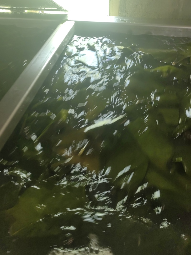 免洗烘干海带结海带扣免洗海带头