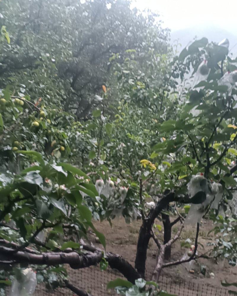 锦丰梨