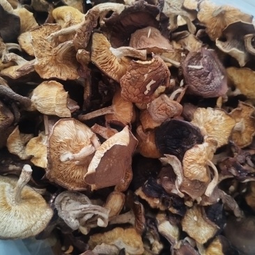 干马桑菌