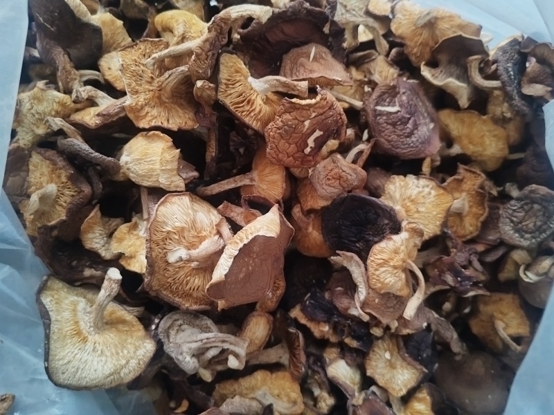 干马桑菌