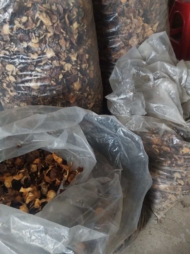 干马桑菌