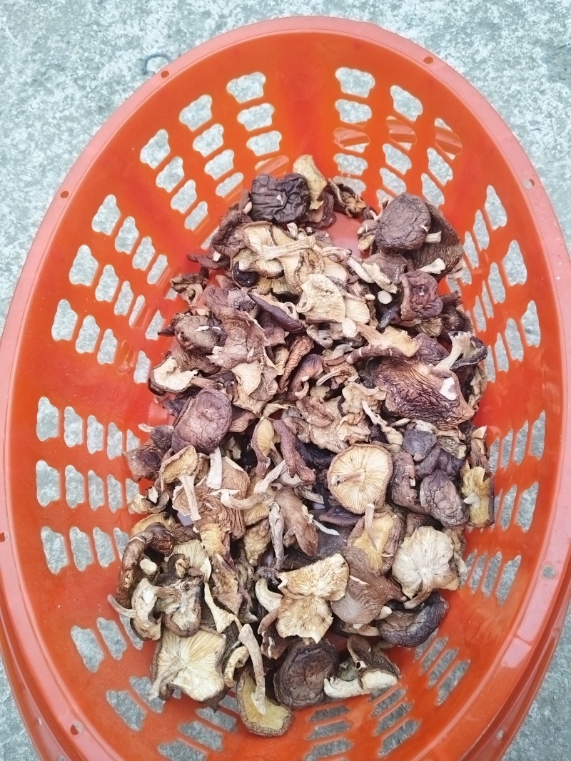 干马桑菌