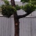 荔枝苗