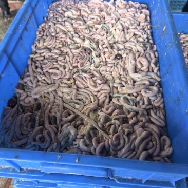 鸡肠子