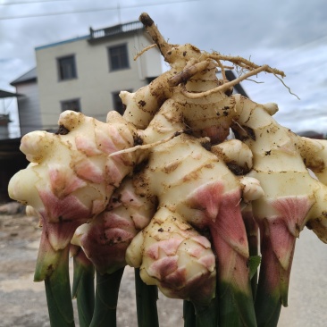 建水中黄姜，嫩姜