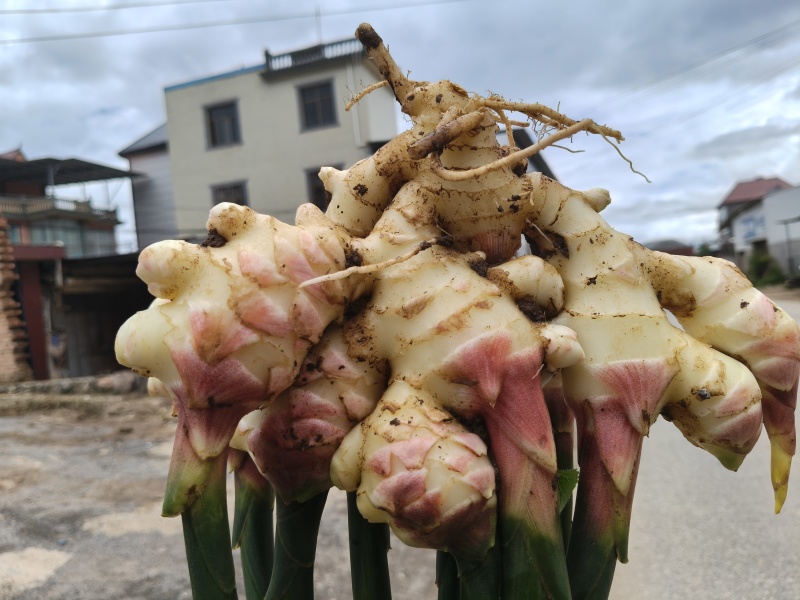建水中黄姜，嫩姜