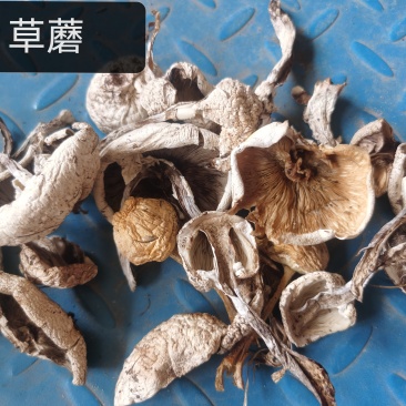 塞罕坝野生蘑菇灵芝蕨菜