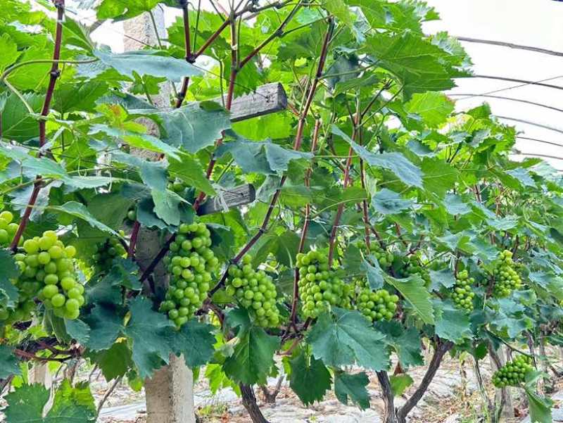 巨峰葡萄🍇