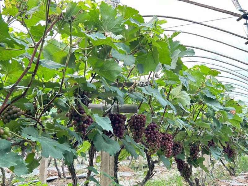 巨峰葡萄🍇