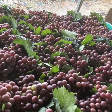 巨峰葡萄🍇