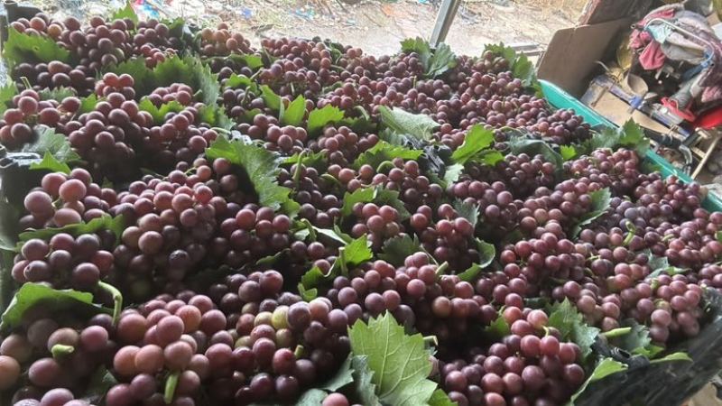 巨峰葡萄🍇