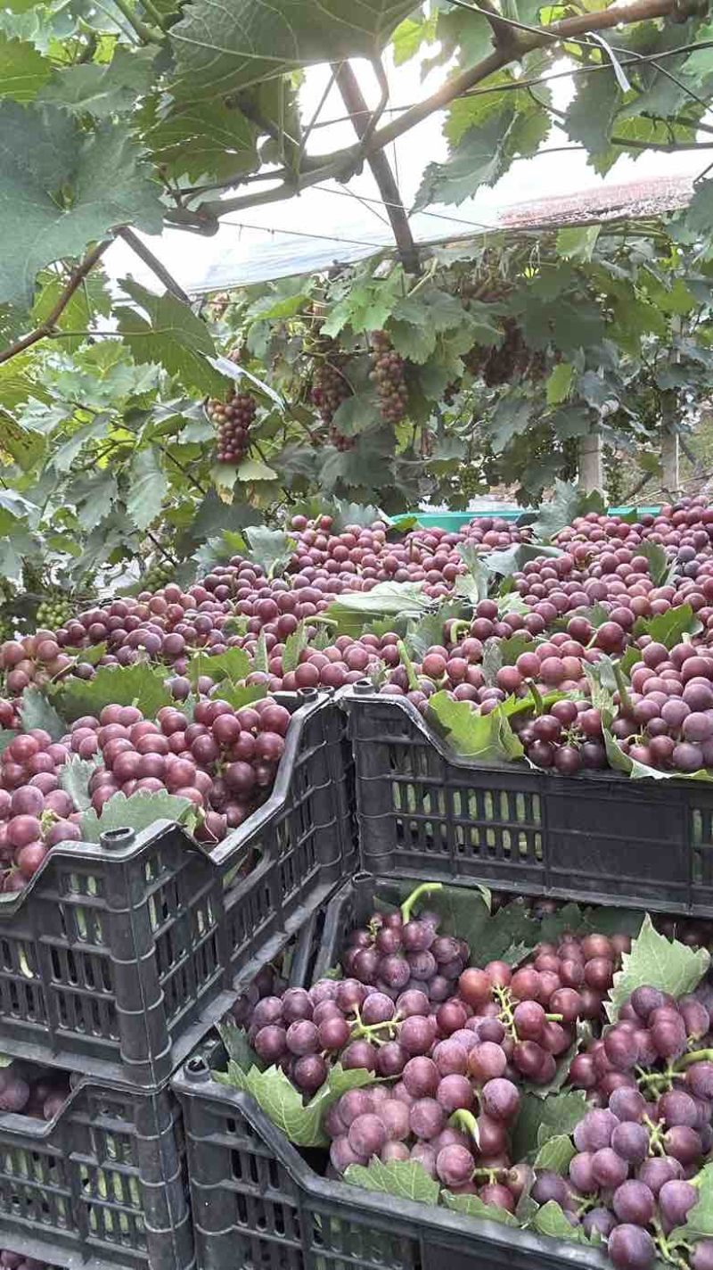 巨峰葡萄🍇