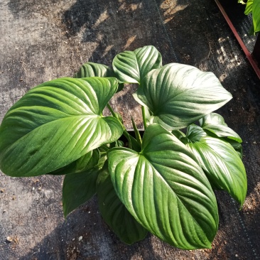 千年健黄金绿芙蓉0.35加仑