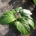 千年健黄金绿芙蓉0.35加仑
