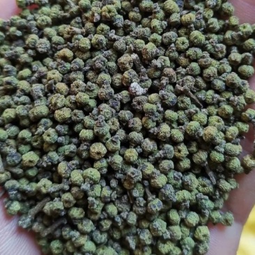 江西樟树吴茱萸
