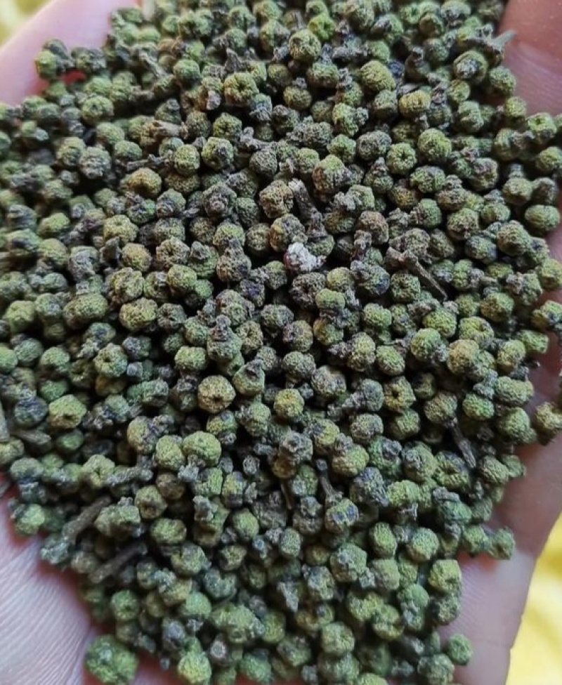 江西樟树吴茱萸