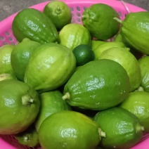 自家种植的广东香水柠檬，个个饱满，***，全部放农家肥