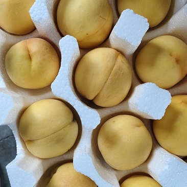 蒙阴大黄桃