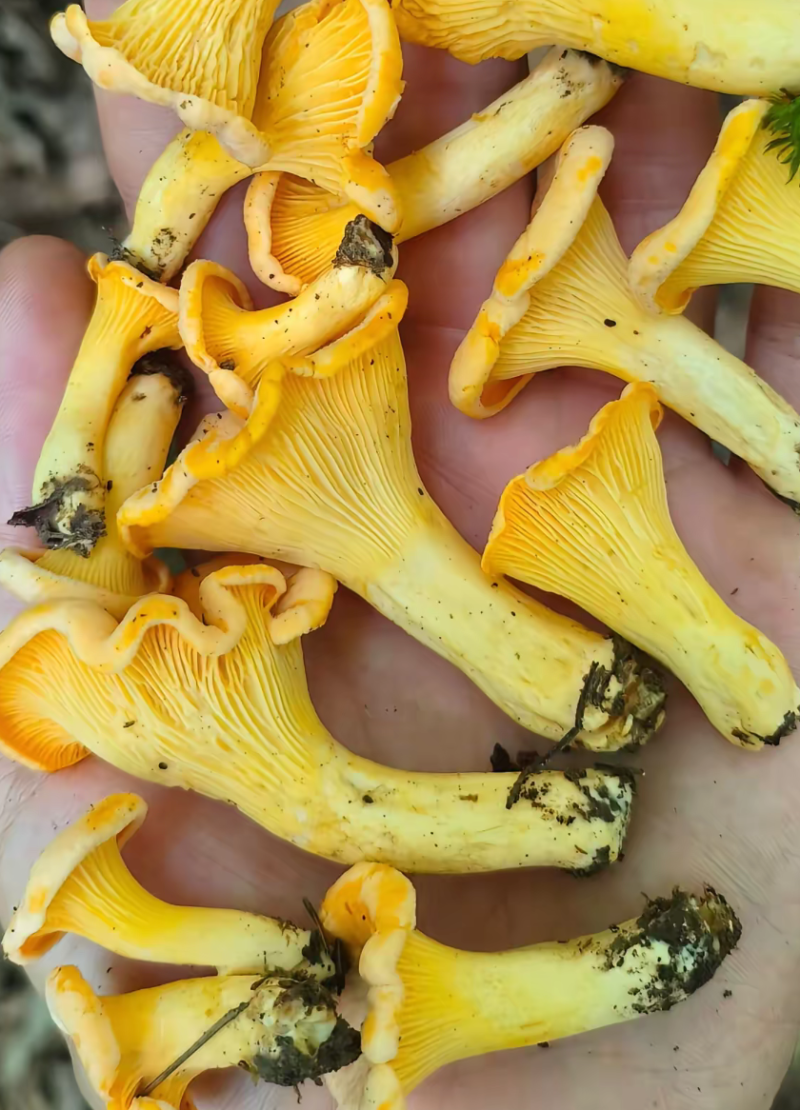 鸡油菌