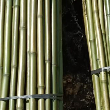 大量出售各种精品竹子