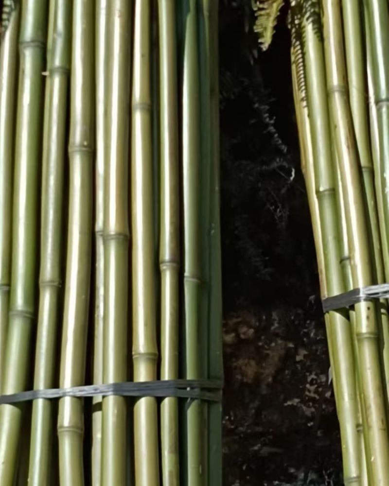 大量出售各种精品竹子