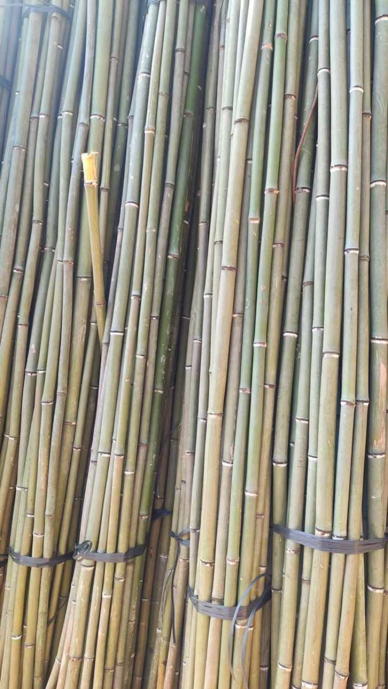 大量出售各种精品竹子