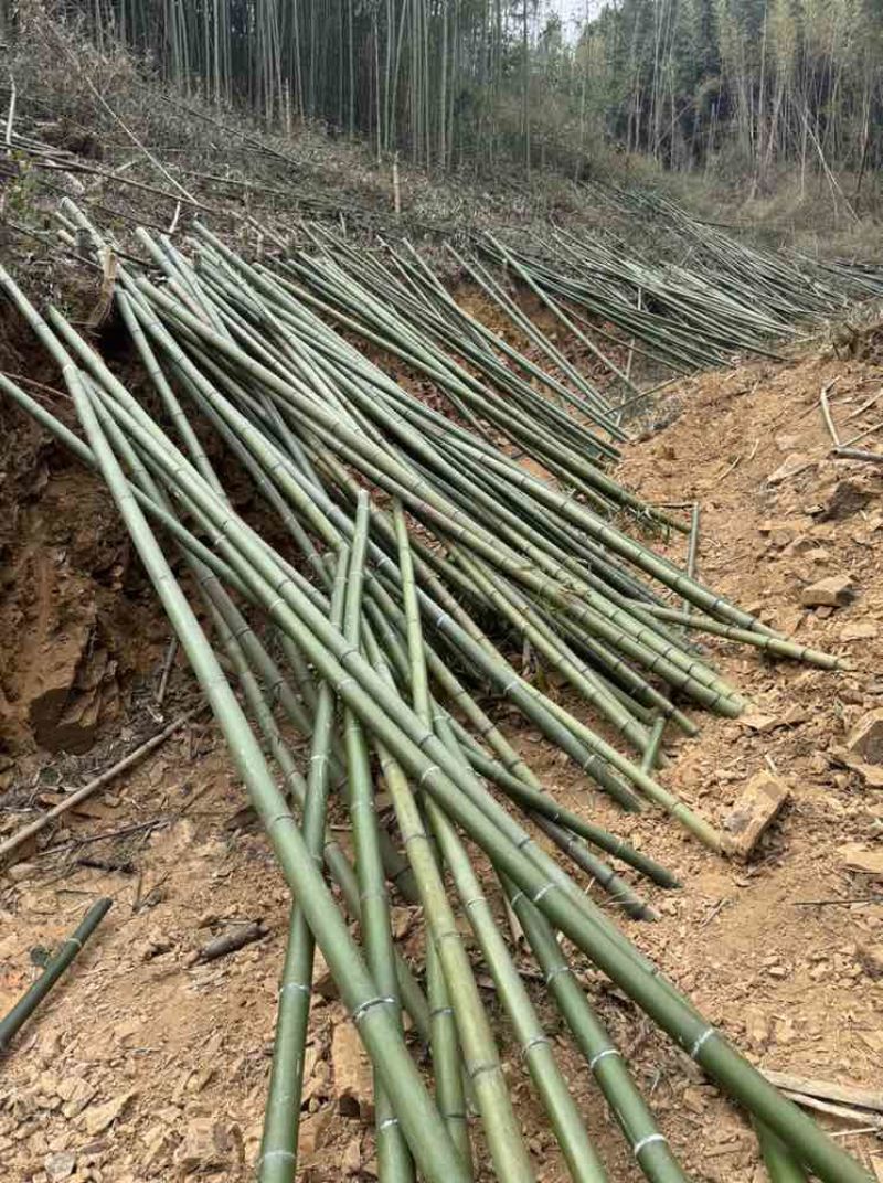 大量出售各种精品竹子