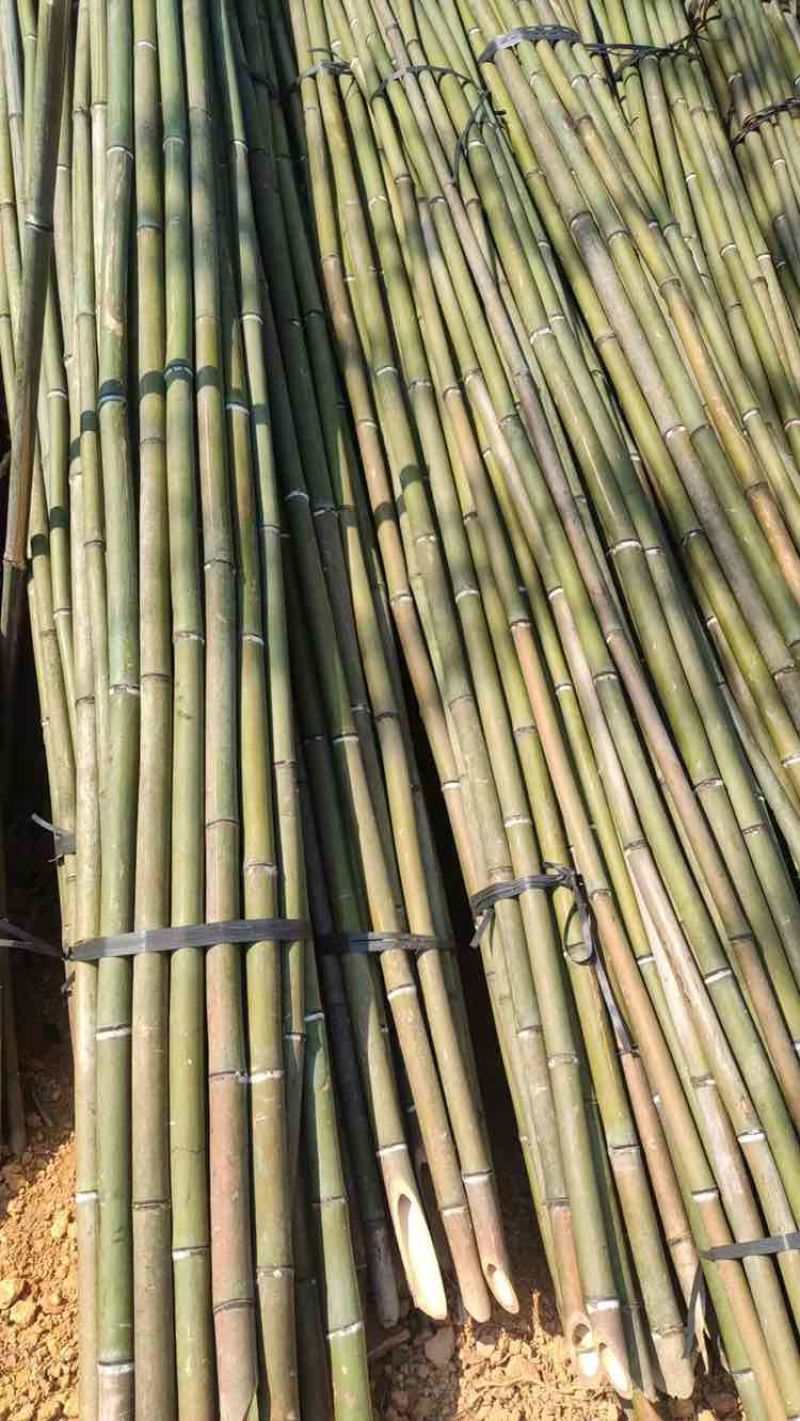 大量出售各种精品竹子