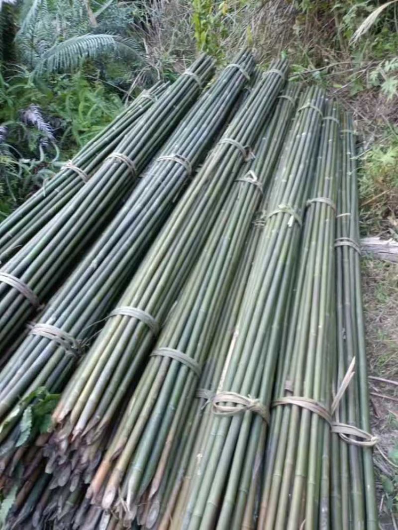 大量出售各种精品竹子