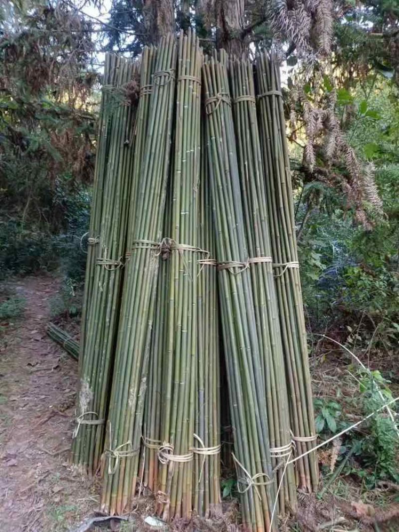 大量出售各种精品竹子