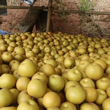 金秋梨🍐
