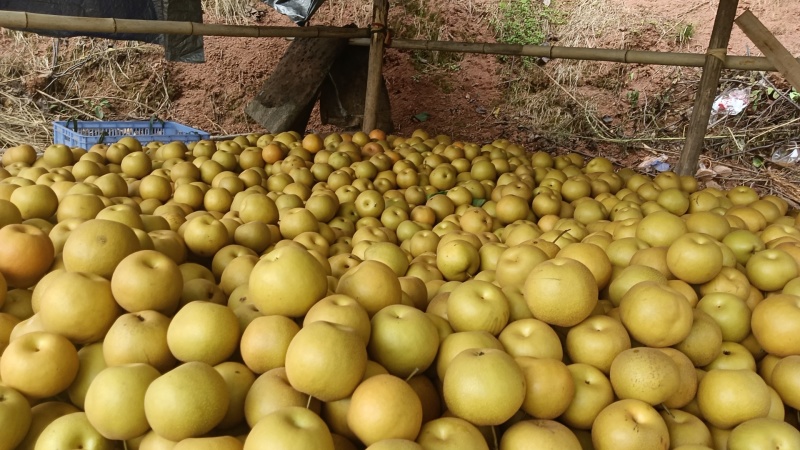 金秋梨🍐