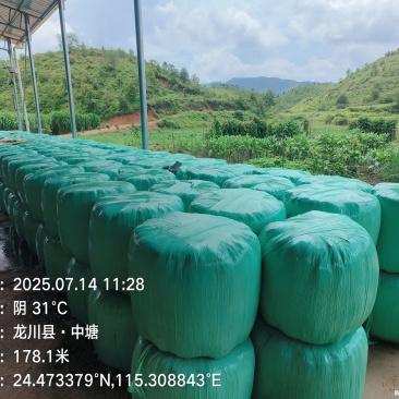 甜橡草青贮