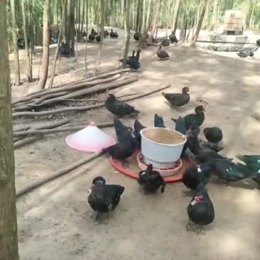 140天黑玉土母鸭，滑底靓毛水