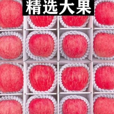 山东红富士苹果