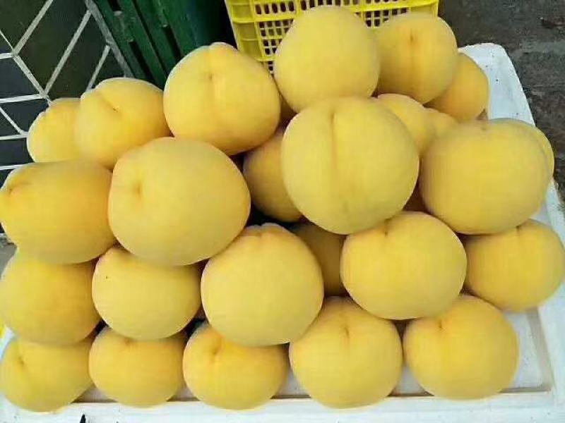 黄桃