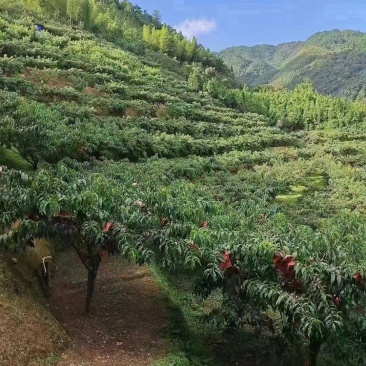 黄桃