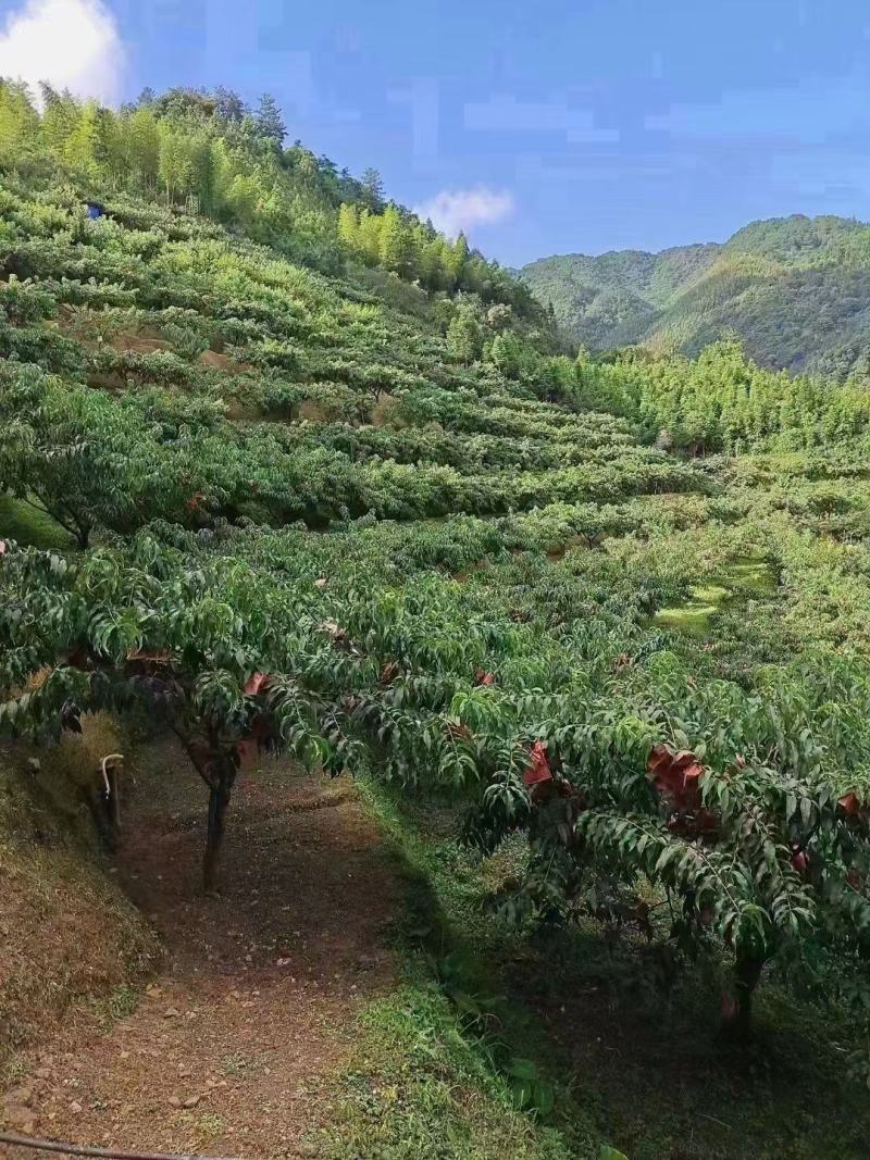 黄桃