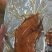 酱卤肉制品，猪蹄，肘子，把子肉厂家直销
