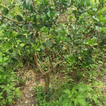 野生东风桔