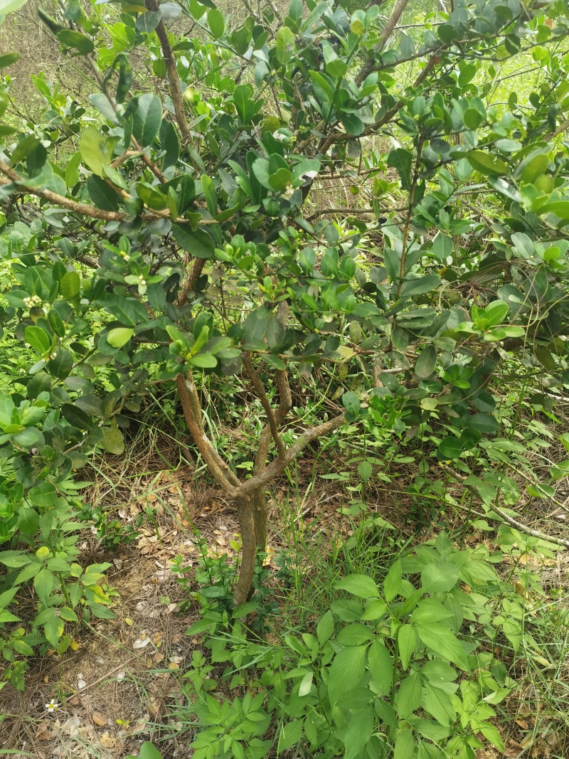野生东风桔