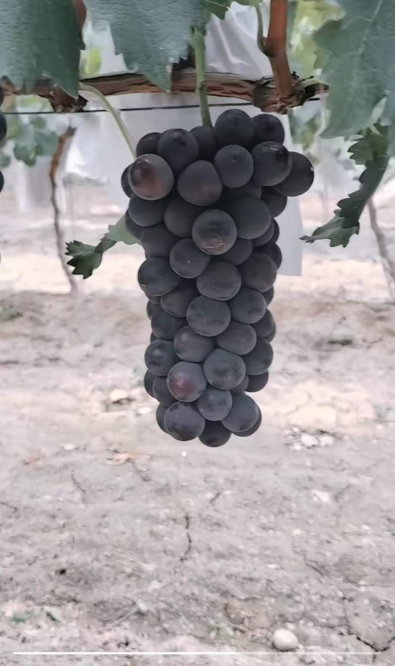 大量出售巨峰葡萄