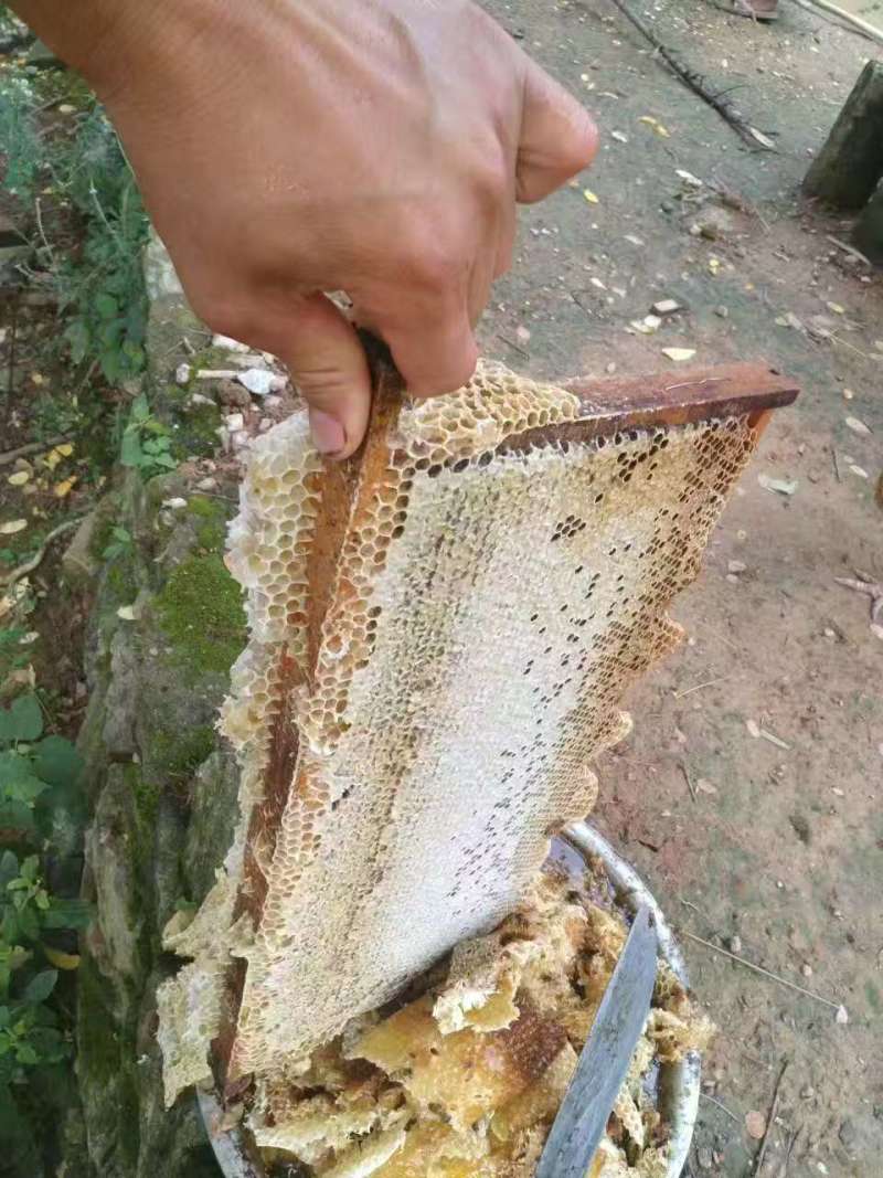 黄陂区王家河乡的土蜂蜜