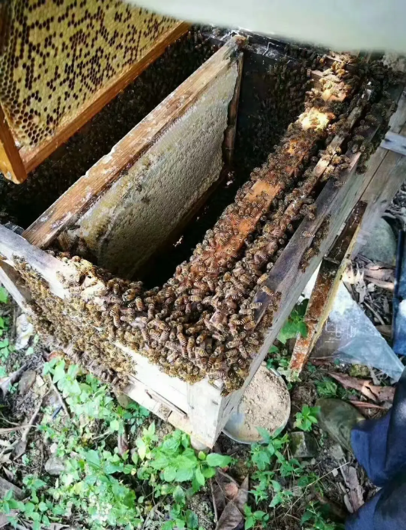 黄陂区王家河乡的土蜂蜜