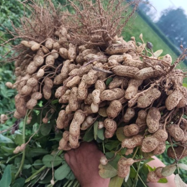 山东沙地白沙鲜花生