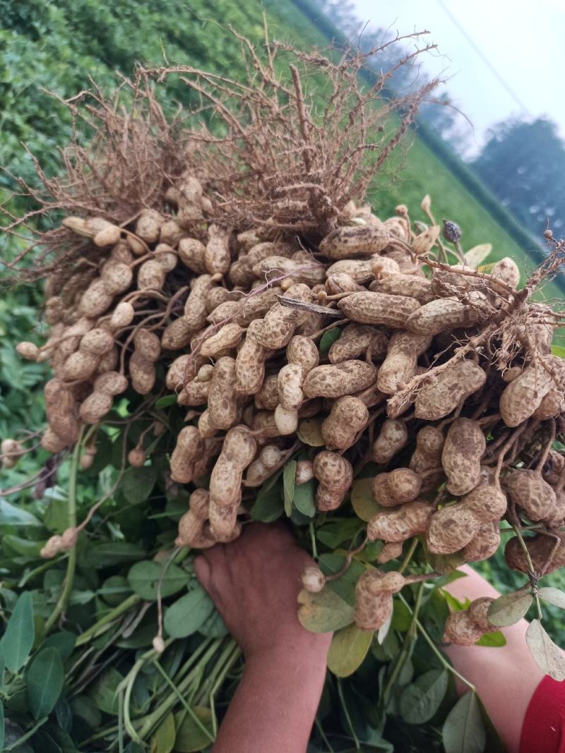 山东沙地白沙鲜花生