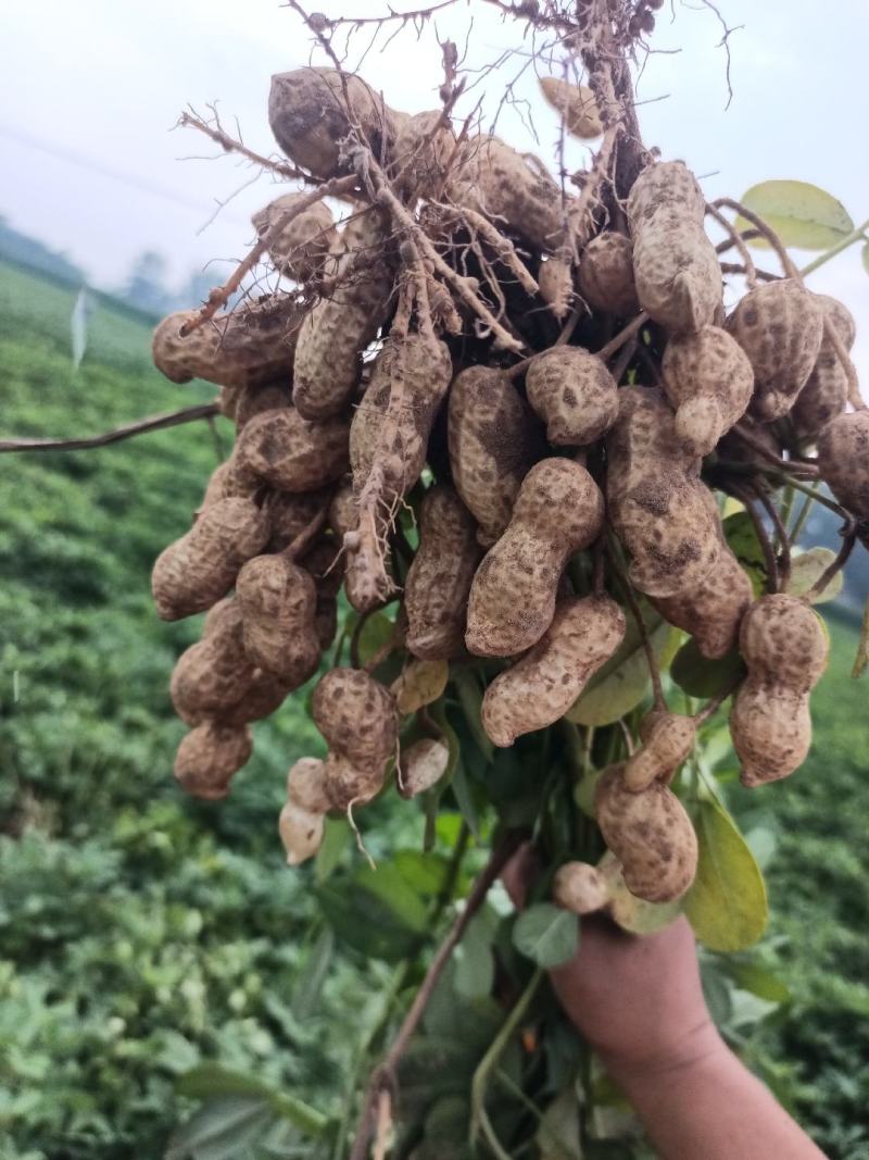 山东沙地白沙鲜花生